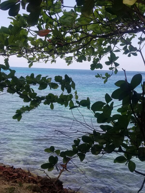 Private Dunn’s River Falls, Ocho Rios Sightseeing and Shopping - Image 19