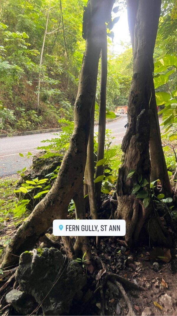 Private Dunn’s River Falls, Ocho Rios Sightseeing and Shopping - Image 8